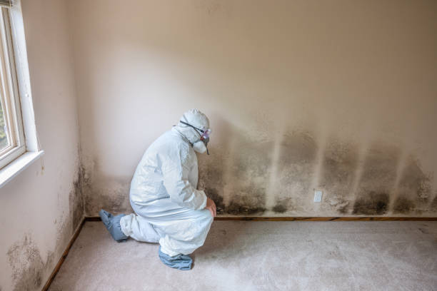 Mold Documentation for Insurance Claims in Minturn, CO