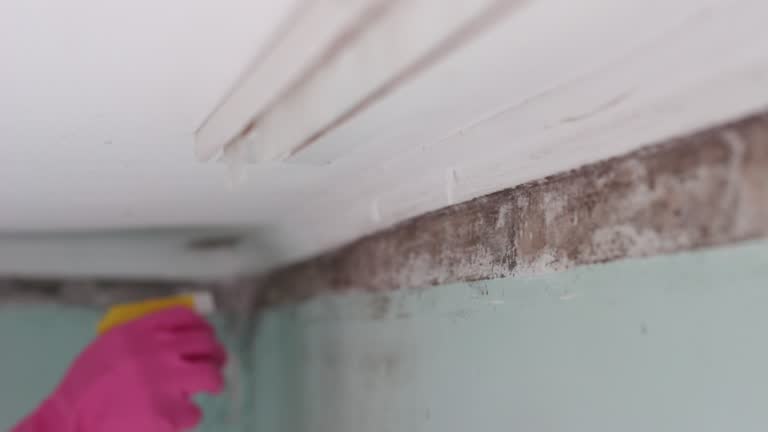 Best Mold Damage Restoration  in Minturn, CO